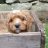 SellingDogs