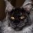 Desert Mainecoons