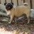 southernpugs