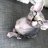 sphynxkittens305