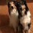 Collie Country