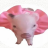 Piggy Pet Shop