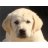 Hatz-Off-Labradors