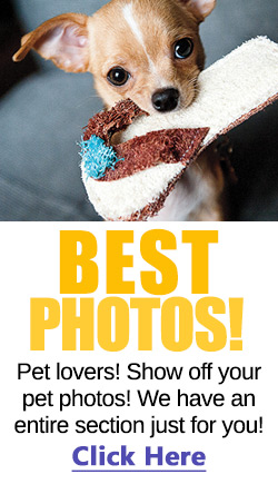 The Best Parrots In The World Basset Hound Puppies For Sale Craigslist Mn The Best Parrots In The World Basset Hound Puppies For Sale Craigslist Mn