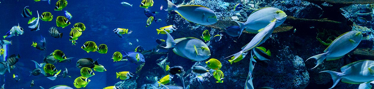 Fish for Sale & Adoption - Aquarium Classifieds