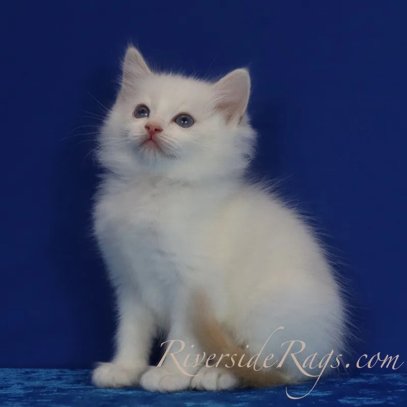 Flame-Red-Mitted-Ragdoll-Kitten-Cat-Color-and-Pattern.jpg